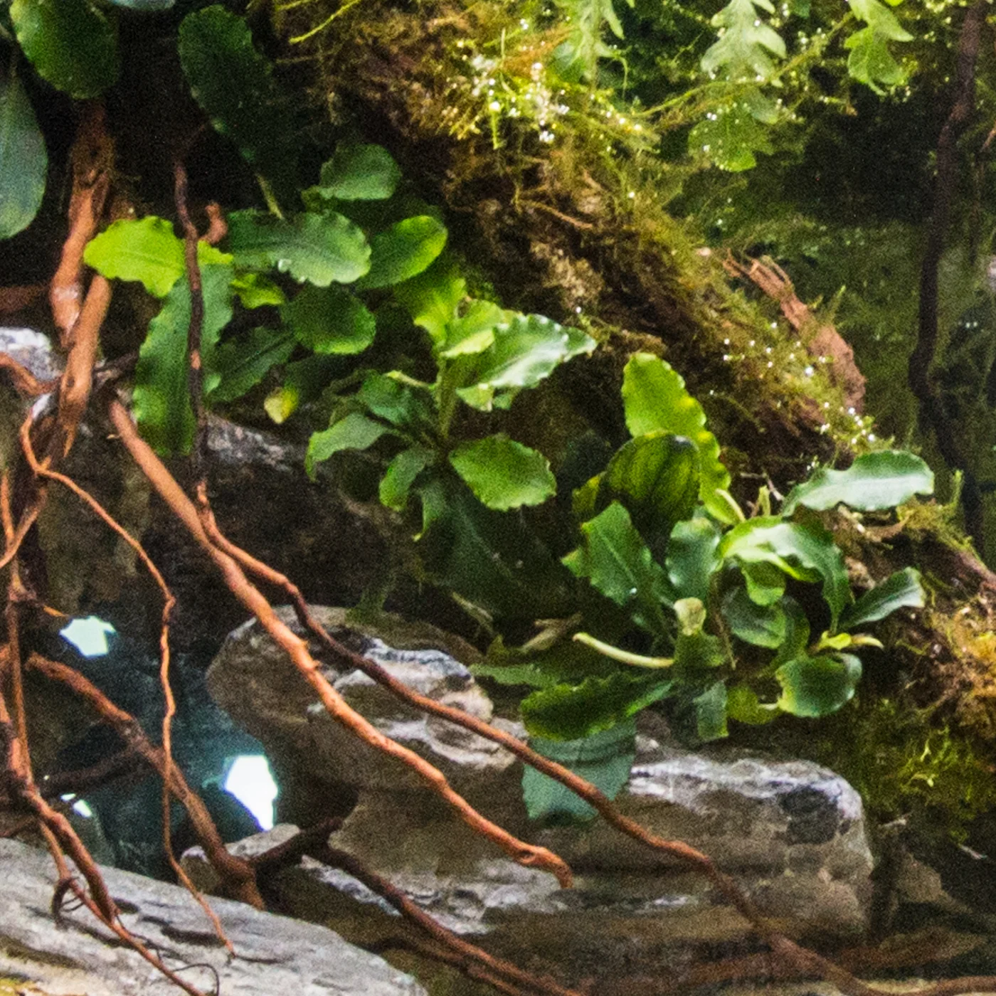 Bucephalandra 'Green Wavy' — Florida Aquatic Nurseries